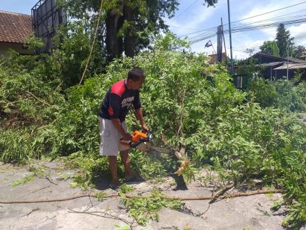 Lanjutan Pemotongan Pohon Besar di Wilayah Kantor Kalurahan
